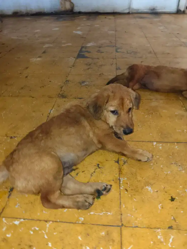 Anak anjing gemuk