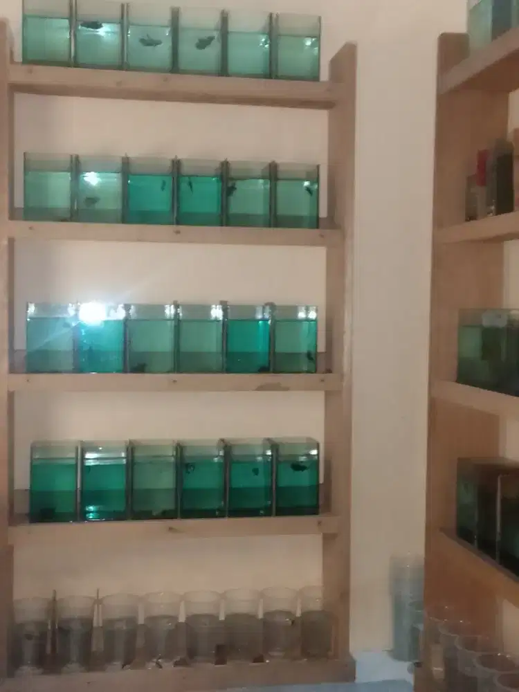 Ikan cupang (Bulu company)