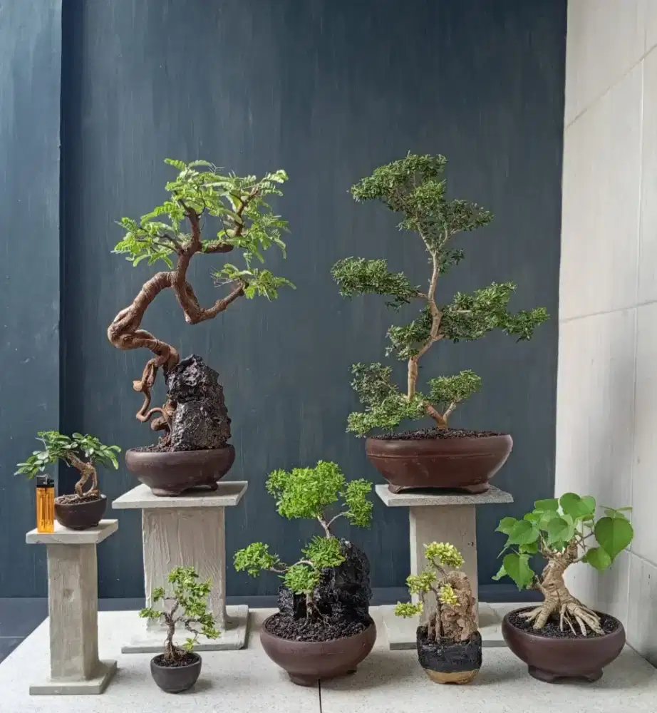 Bonsai hias paketan 7 pot