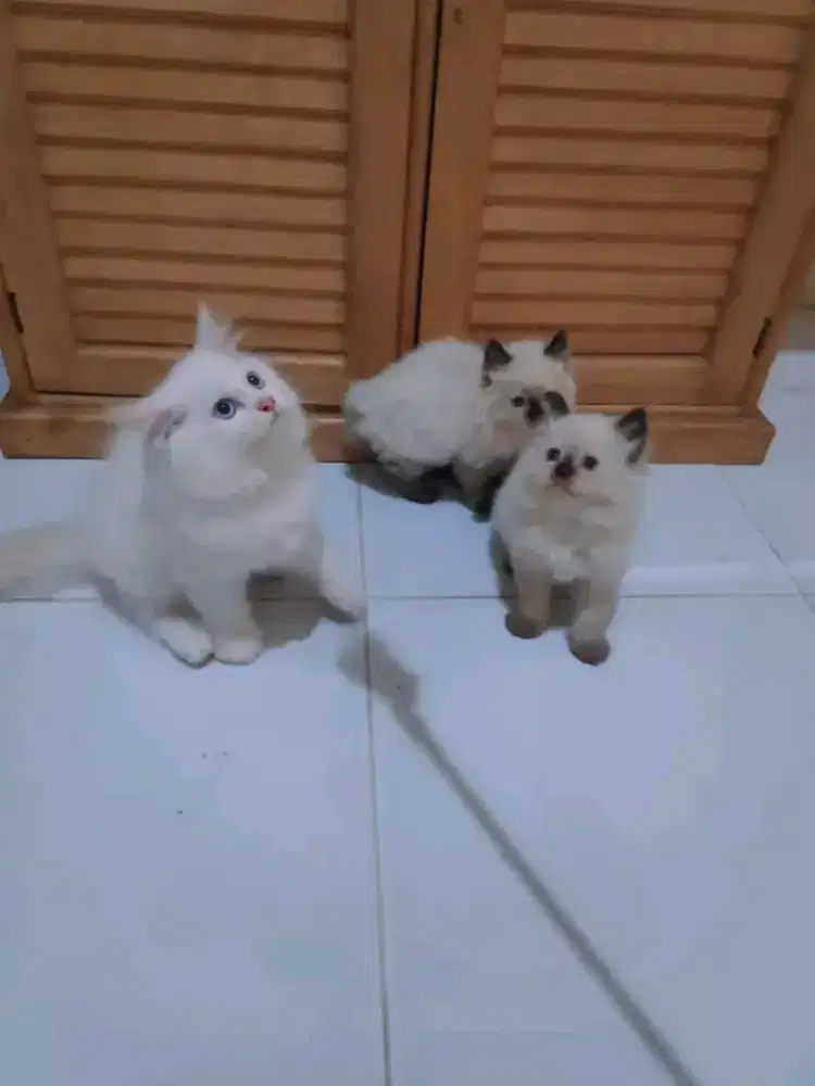 L.A kitten himalaya usia 2-3bln gembul
