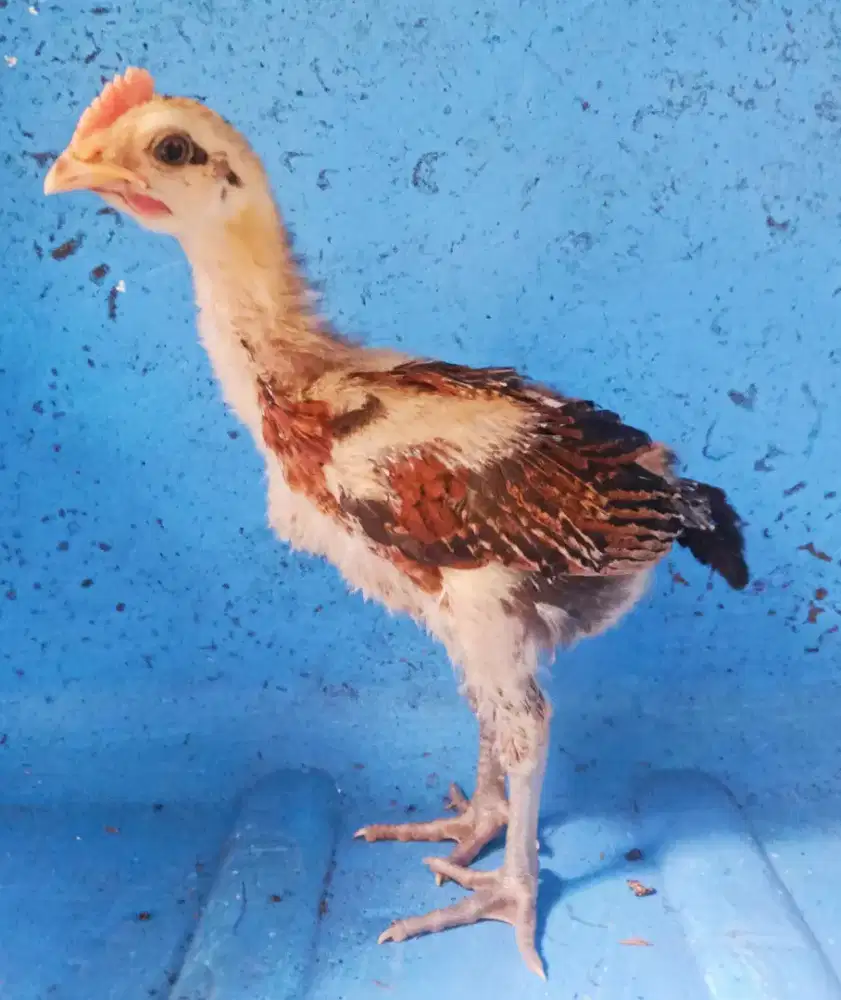 AYAM PELUNG ANAKAN