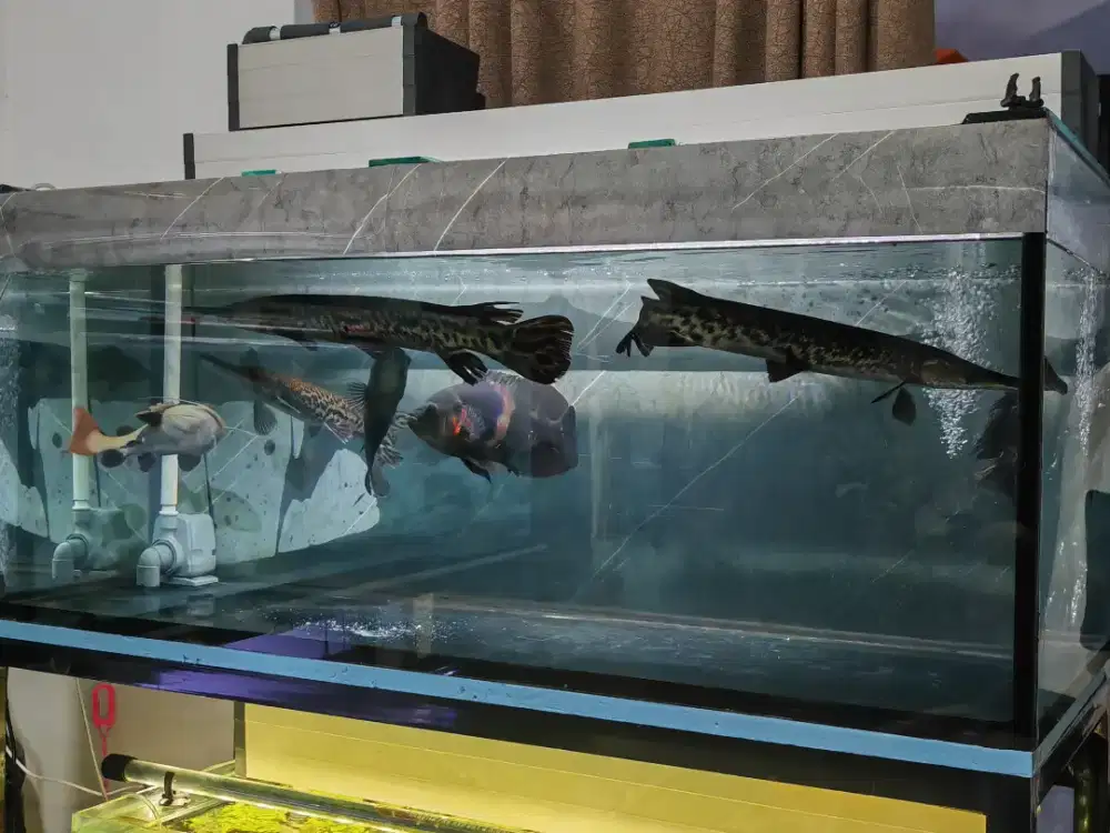 Aquarium siap pajang