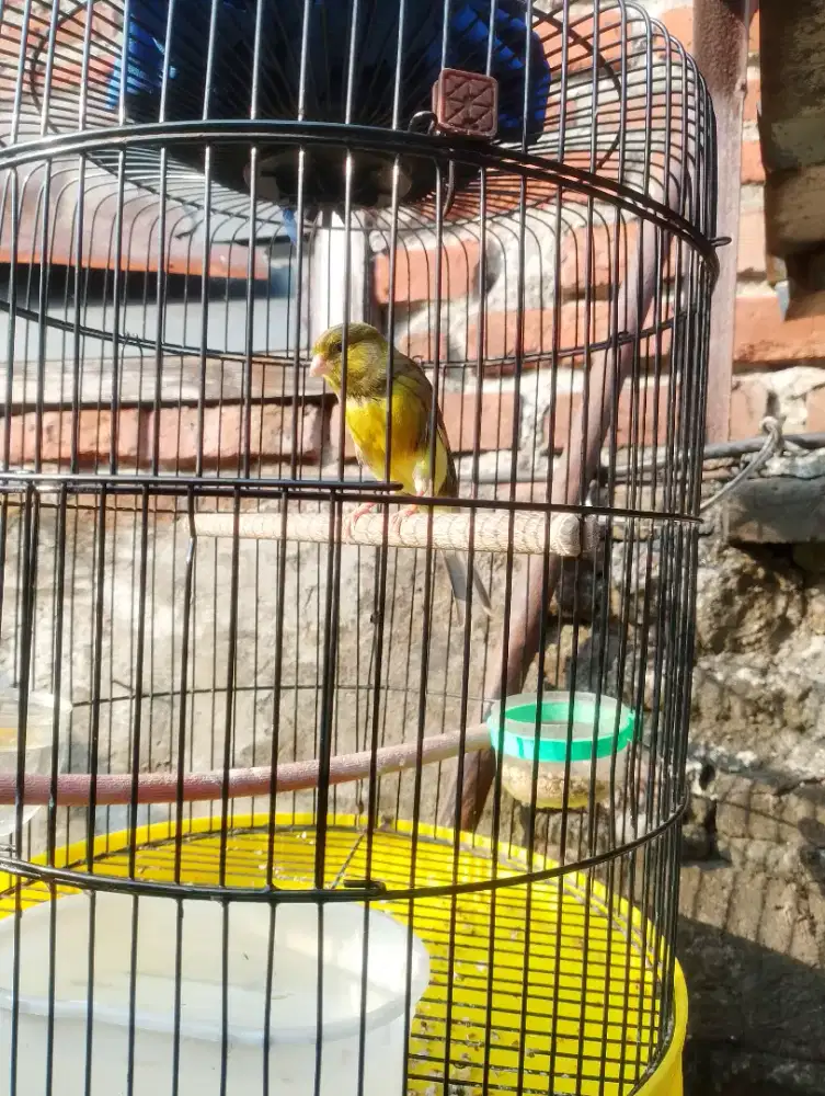 Burung kenari paud burung aja