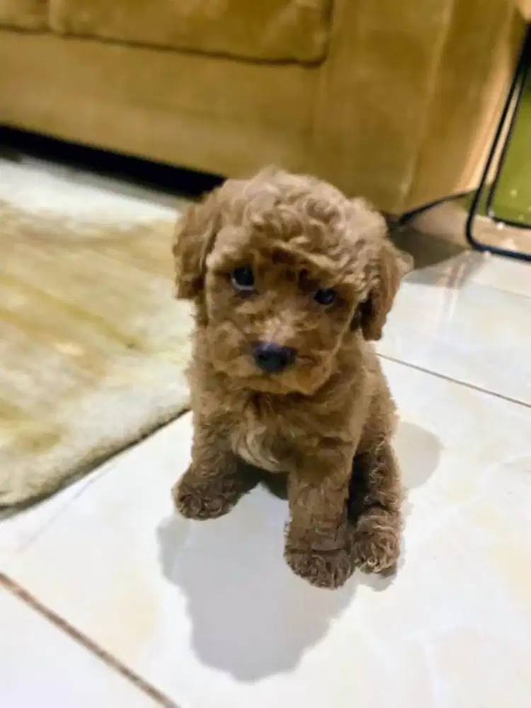 anjing Phoodle Jantan