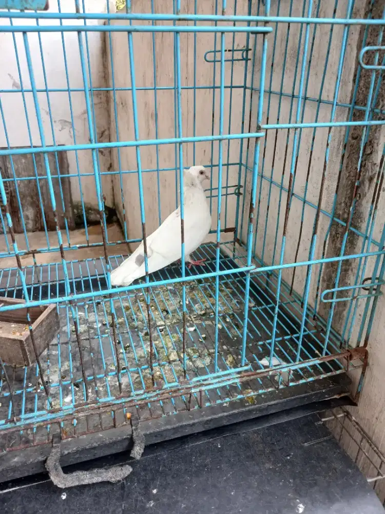 Merpati putih jantan