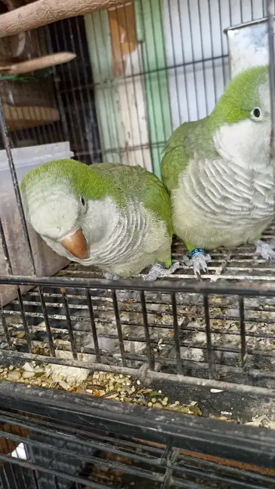 Indukan proven Monk parakeet