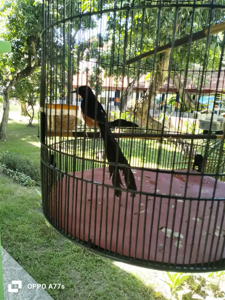 Burung murai PE 20cm
