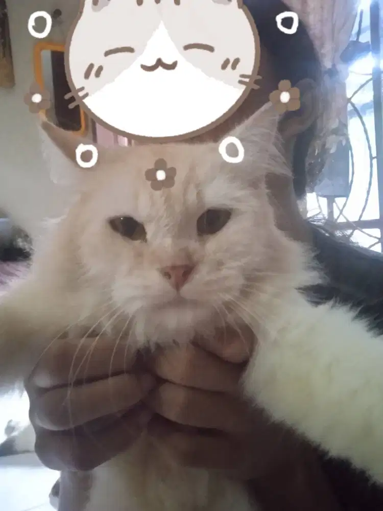 lepas adopt Persia sedang hamil.