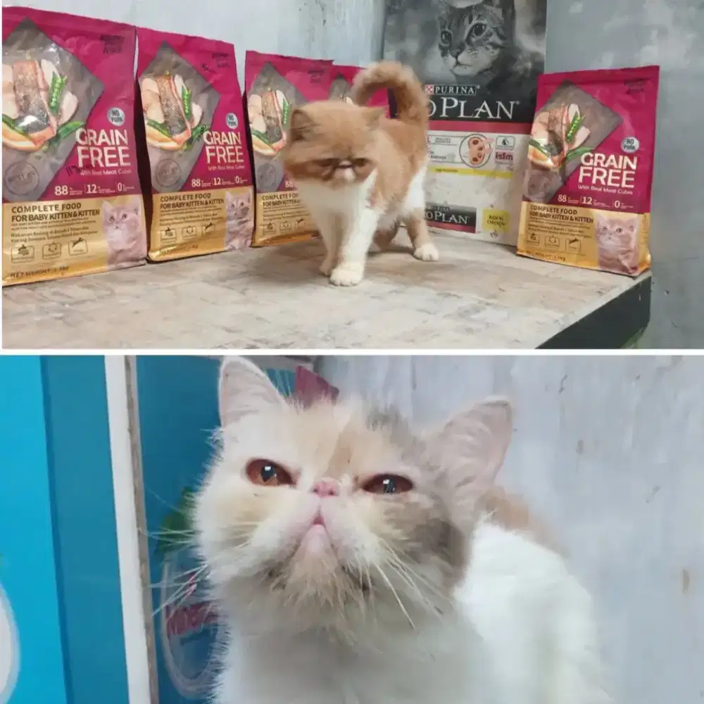 Sepasang Kucing Peaknose Exotic