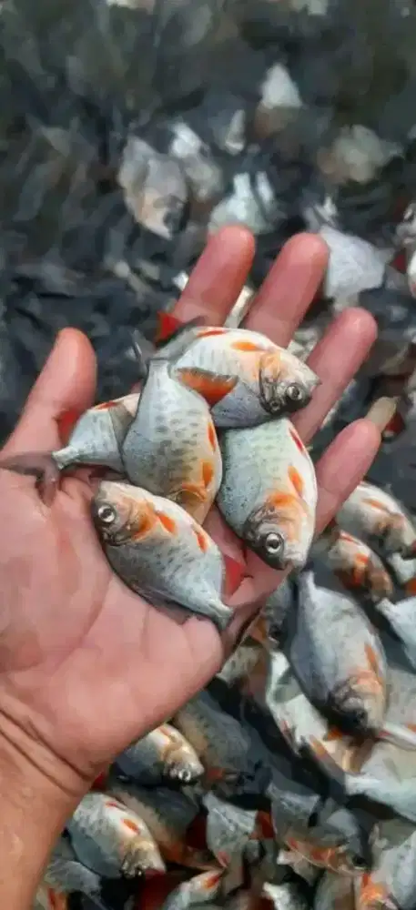 Jual bibit ikan bawal