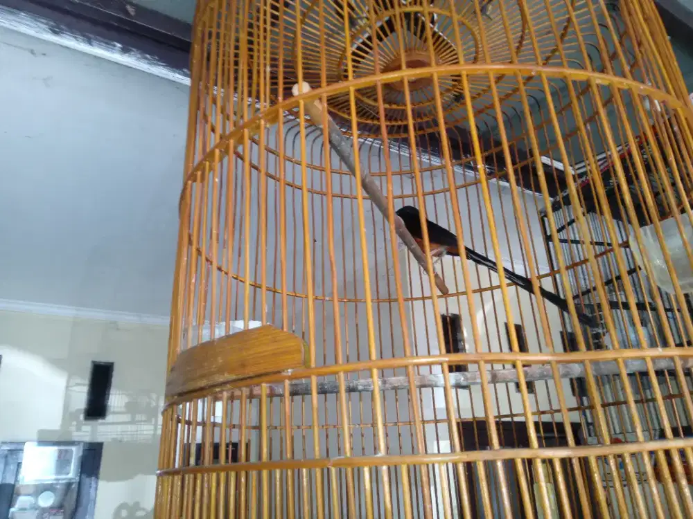 Muray Medan Gacor Ekor Panjang PE 28 cm