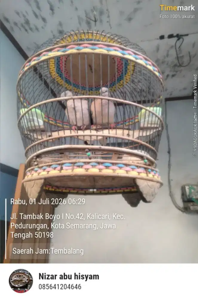 Derkuku Kelantan sepasang