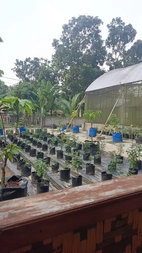RUMAH DAN GREENHOUSE KEBUN