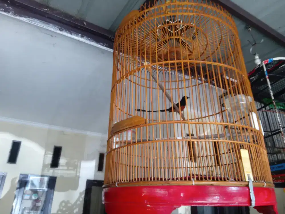 Muray Medan Gacor Eksotik Ekor Panjang
