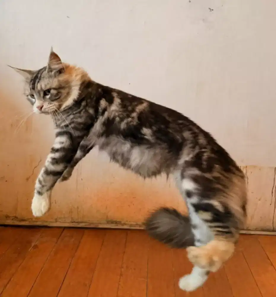 Kucing maincoone jantan