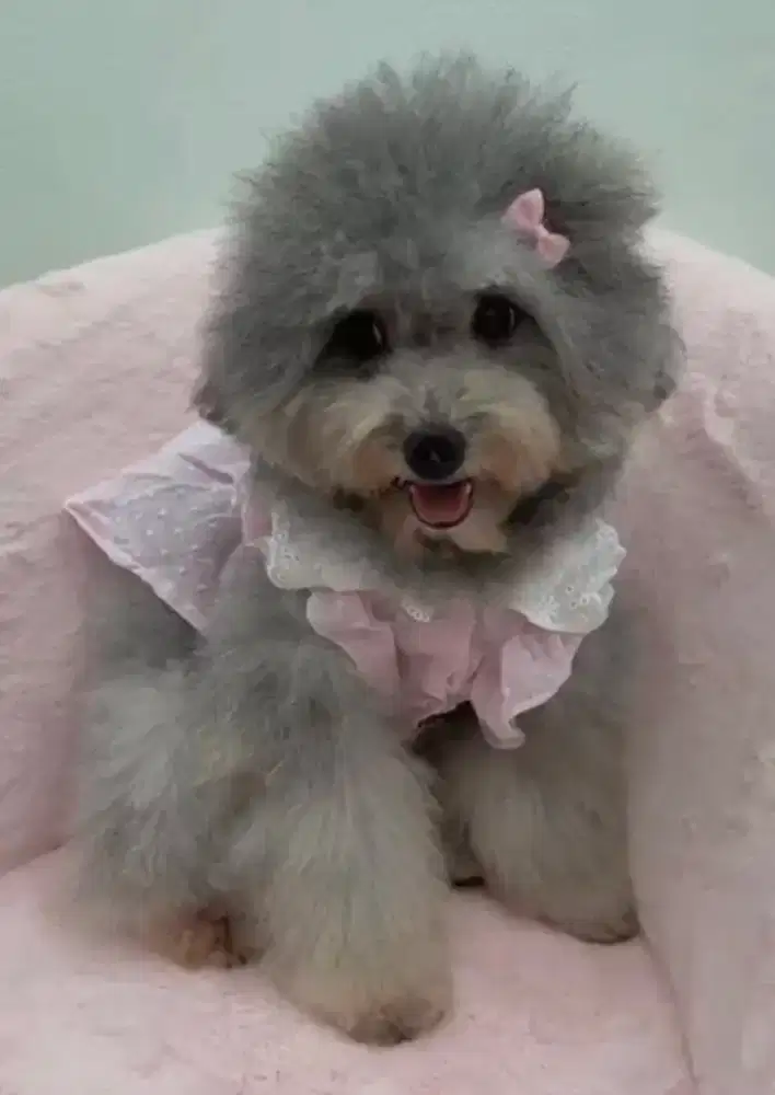Anjing Silver poodle