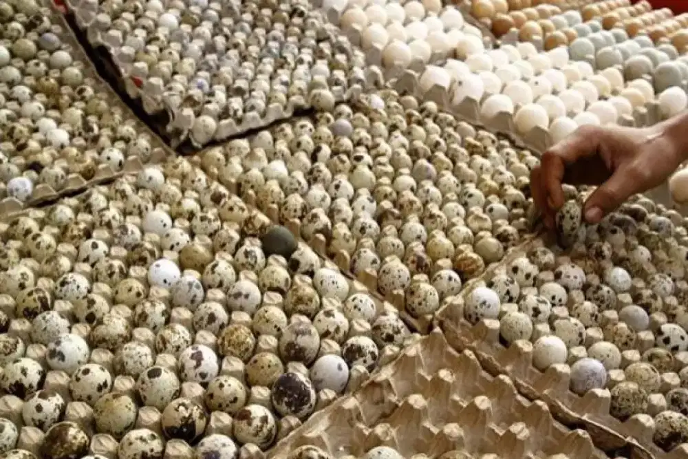 Telur puyuh fresh langsung dari kandang