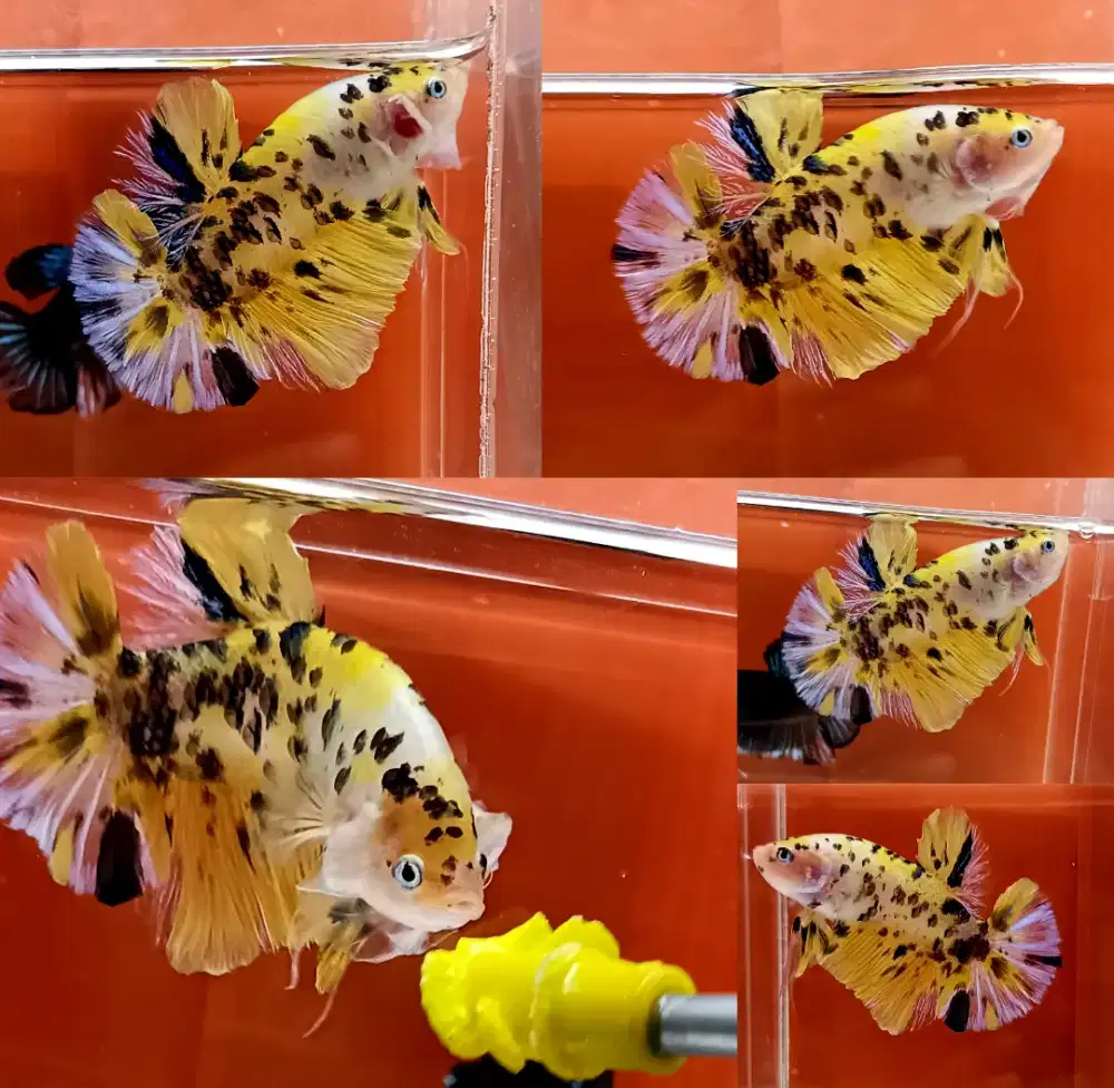 ikan cupang giant yellow koi dot dot