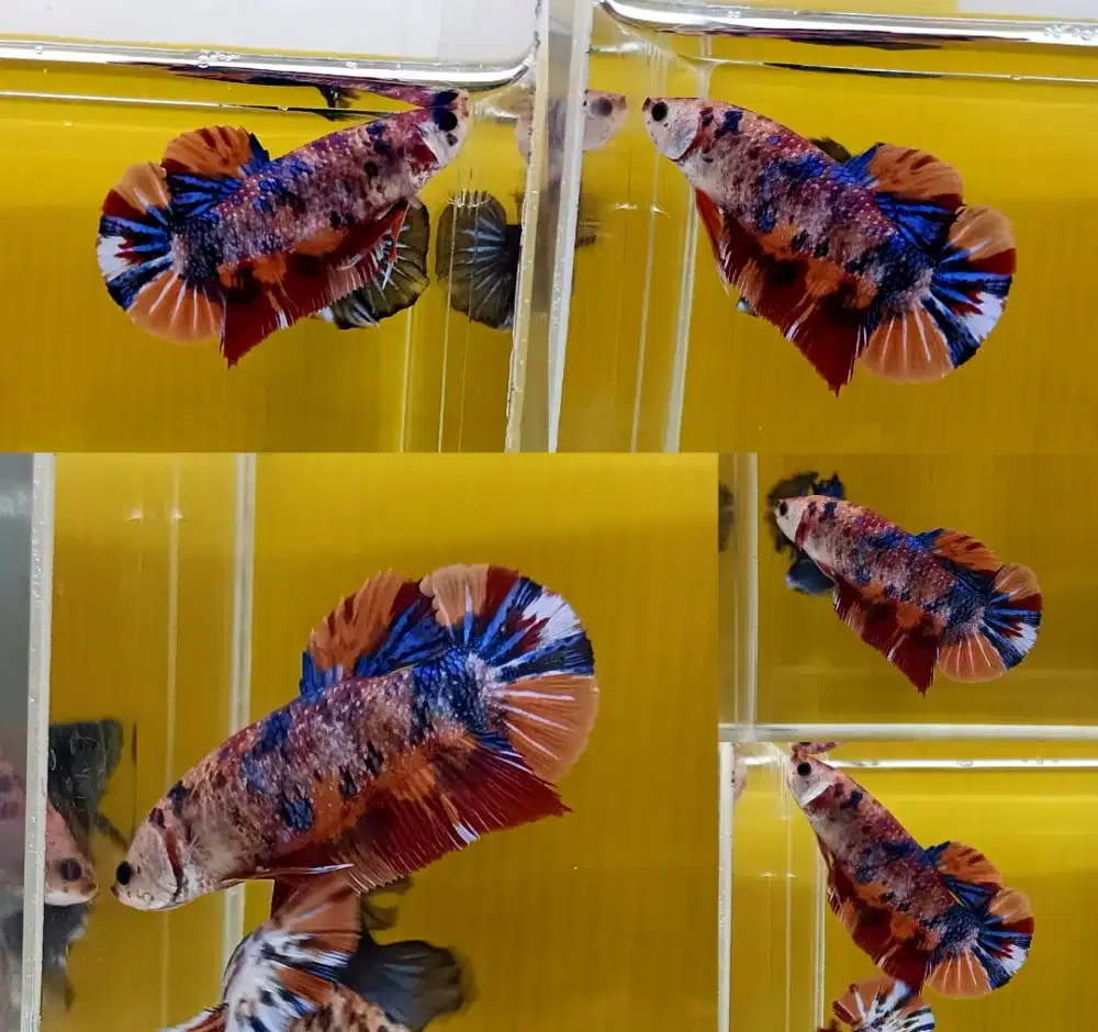 ikan cupang betina giant nemo multi
