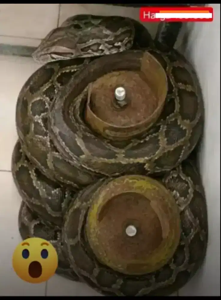 Tabung gas 12 kg & 3