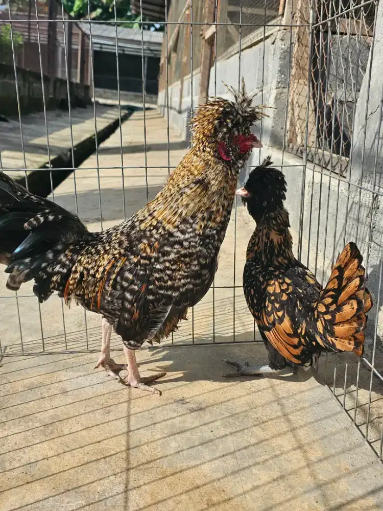 Ayam Poland Mutasi