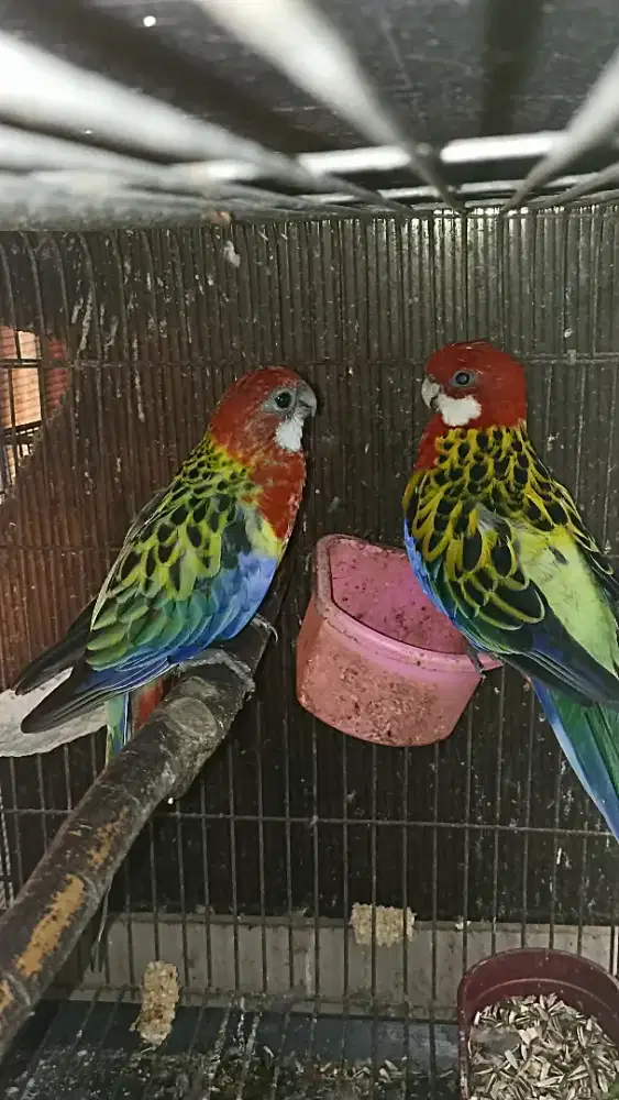 Indukan rosella proven