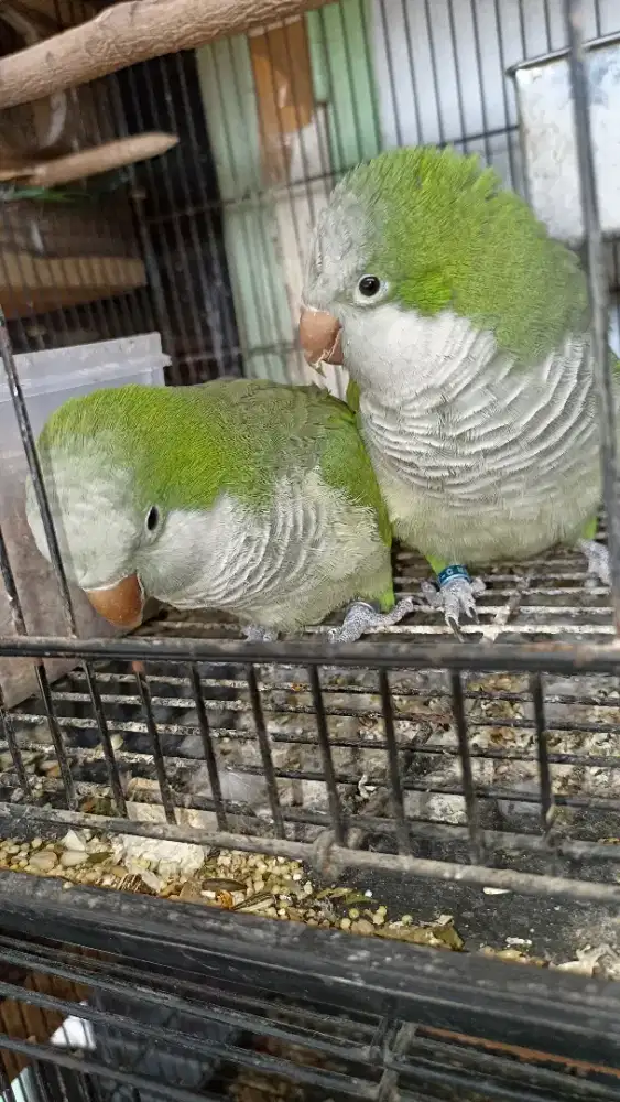 Indukan Monk parakeet