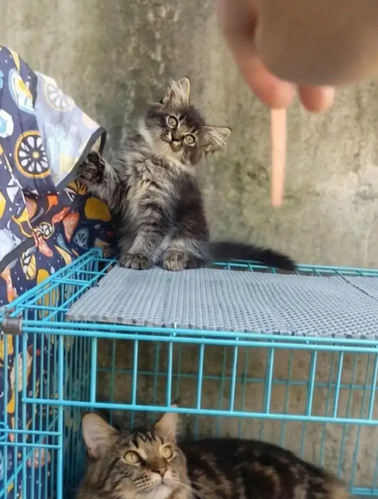 Kitten mix mainecoon