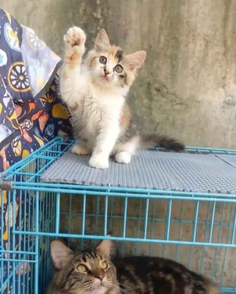 Kitten Persia x mainecoon
