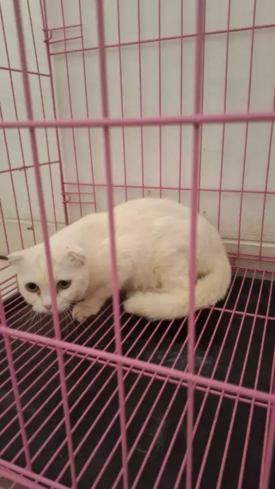 Kucing Scottish Fold Murah [Steril]