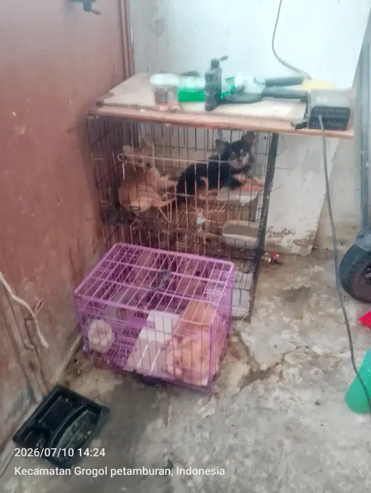 cihuahua dihibabkan.. asal sayang anjing