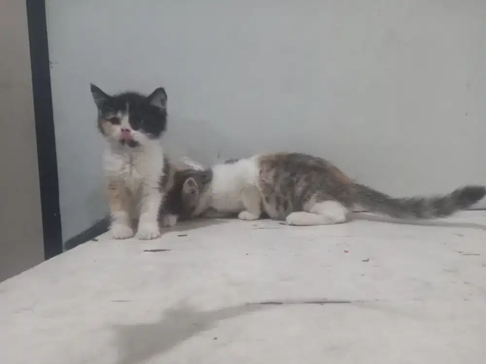 British shorthair calico