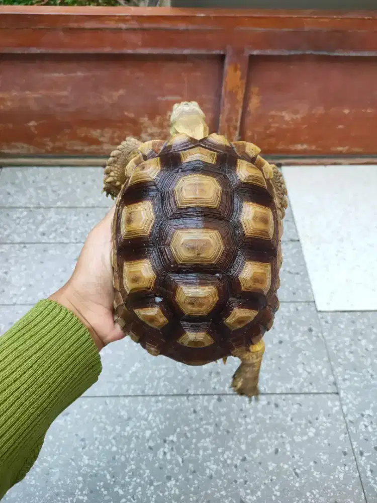 kura darat sulcata het albino 19cm