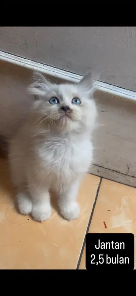 Kucing persia kitten