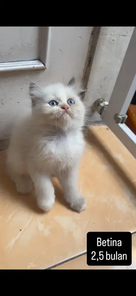 Kucing persia kitten