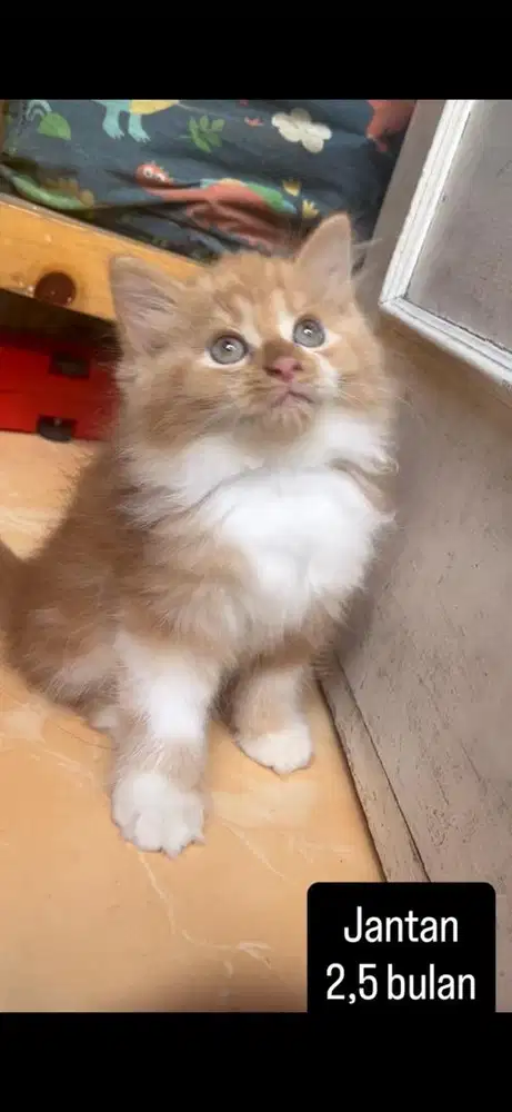 Kucing persia kitten