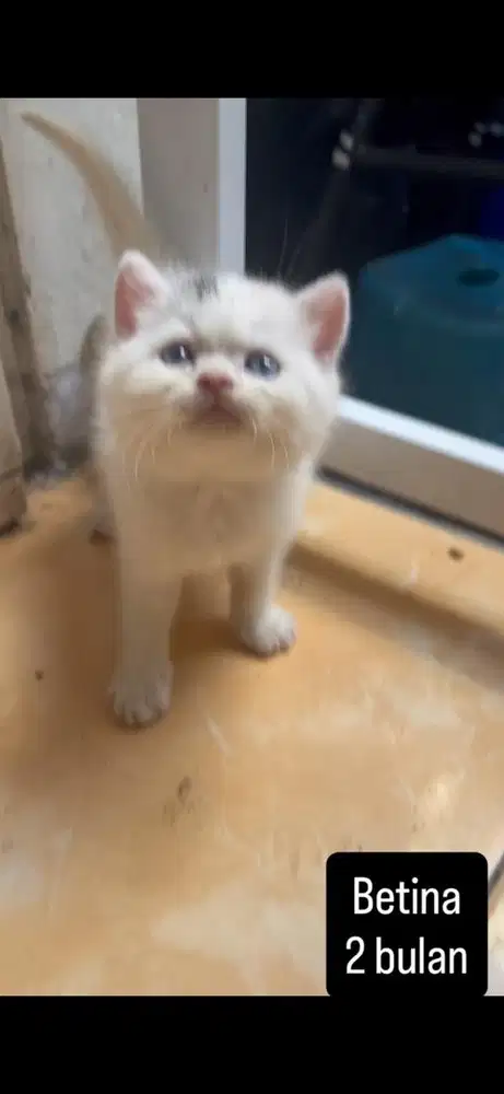 Kucing persia kitten