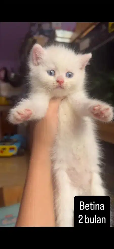 Kucing persia kitten