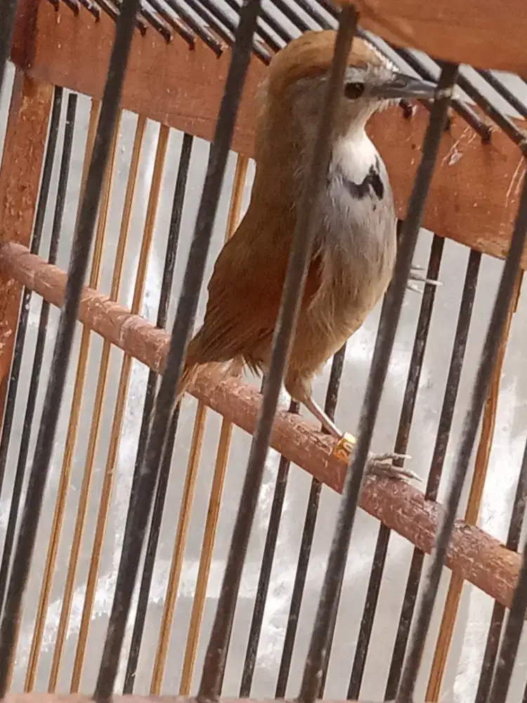 Jual Burung Tepus