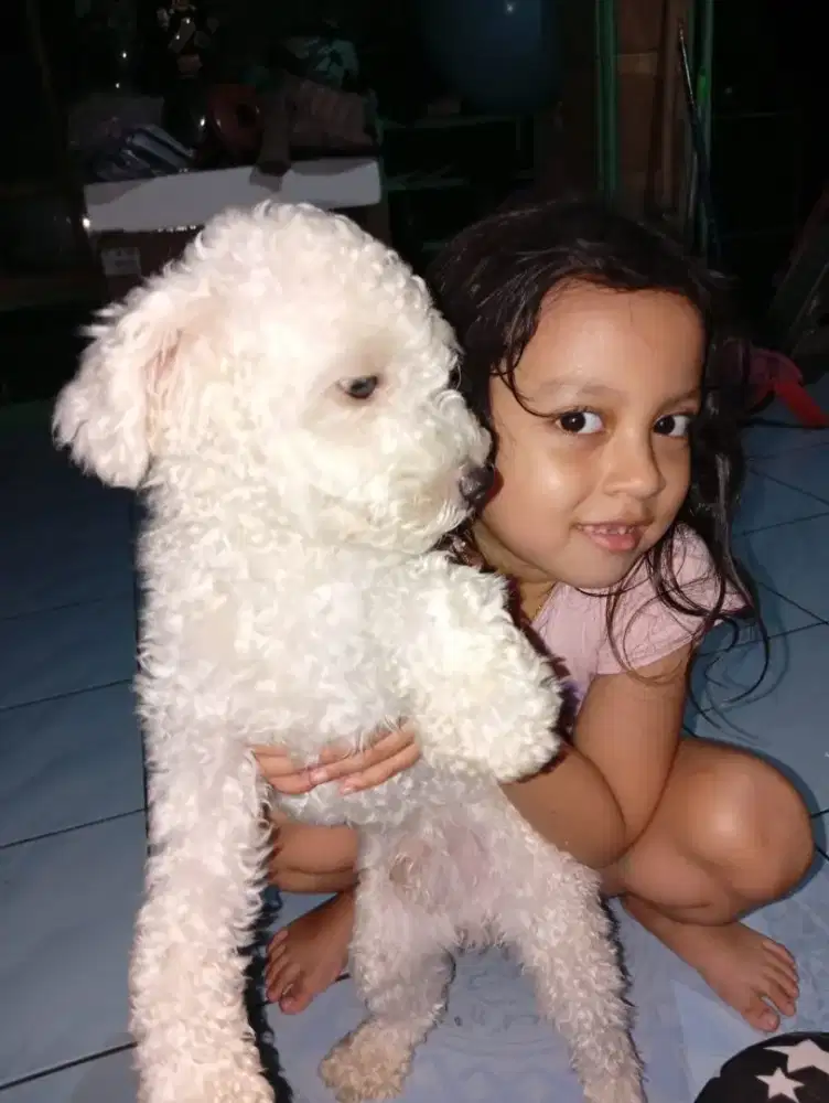 Podle luchu warna putih