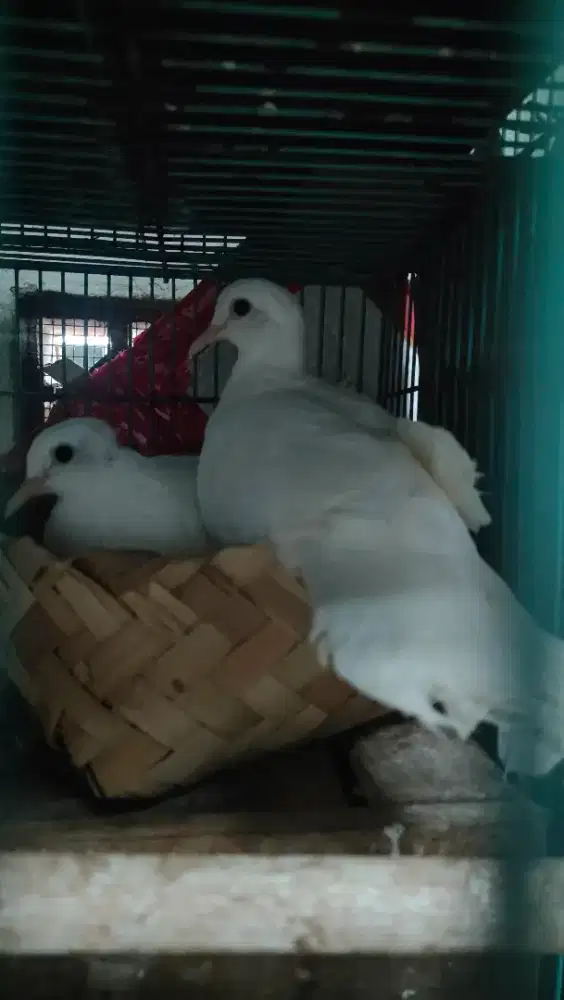 Burung derkuku putih sepsang lagi anggrem