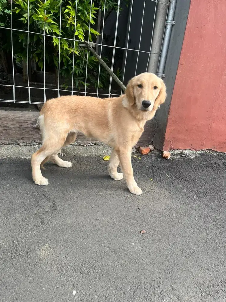Sale 1 calon indukan golden retriever