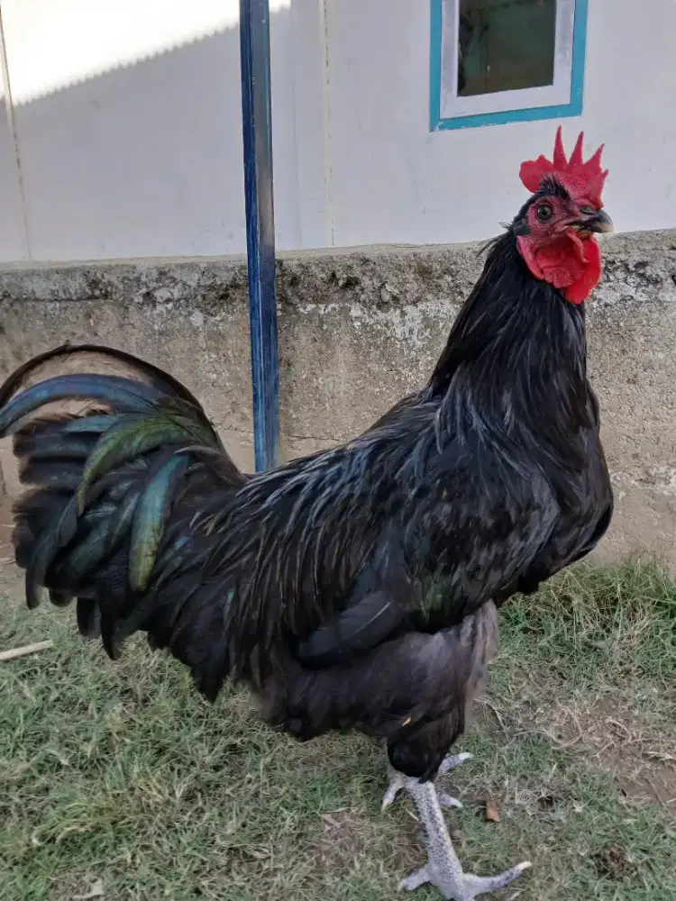 Ayam Kampung Petelur Australorp Ori