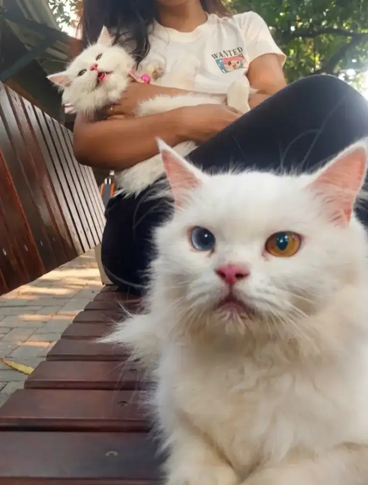Kucing Persia Odd Eye