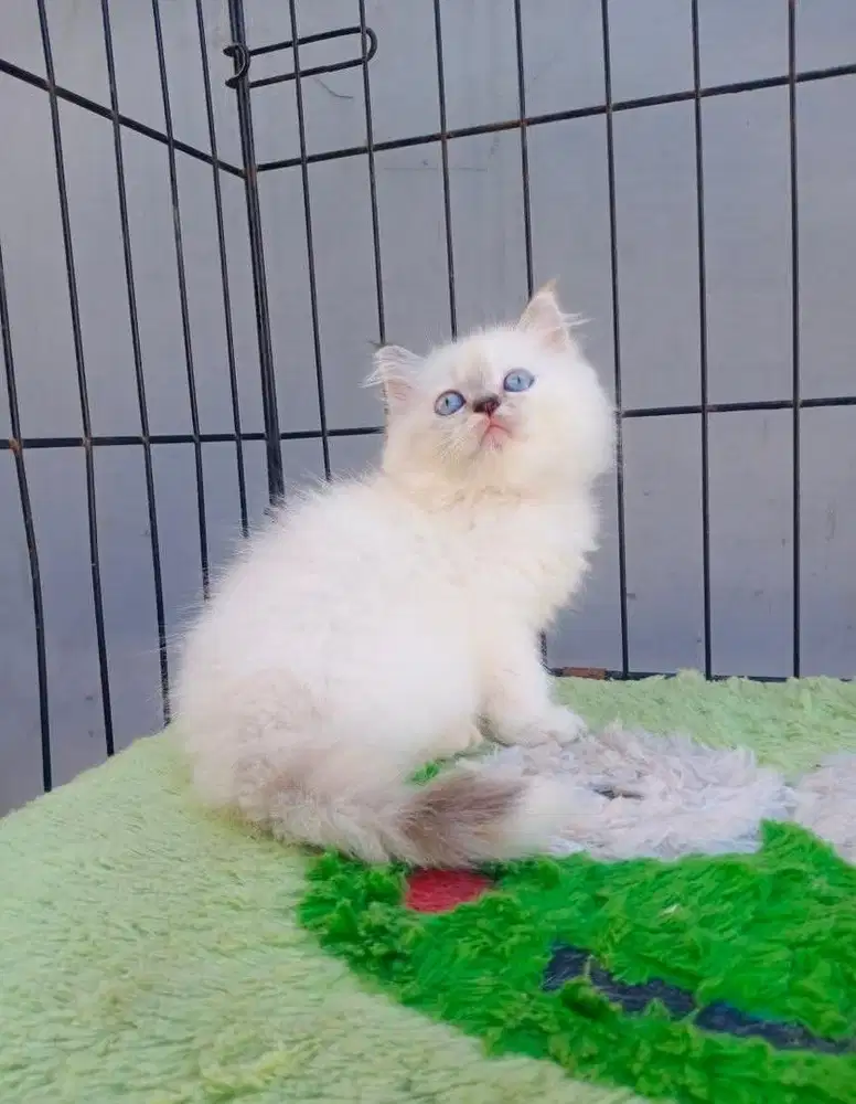 Kitten himalaya