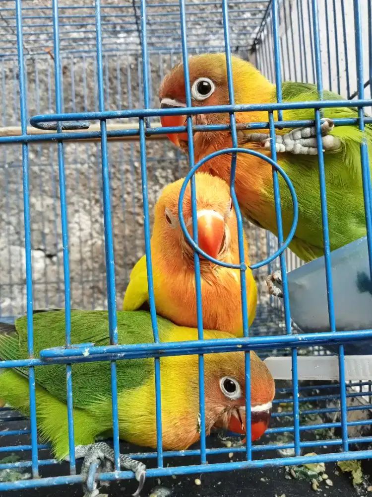 Burung lovebird murah sehat di Bandung nego hayu