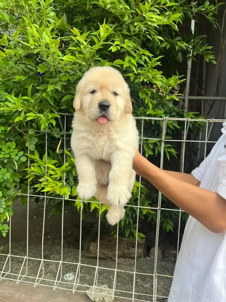 Sale golden retriever murmer