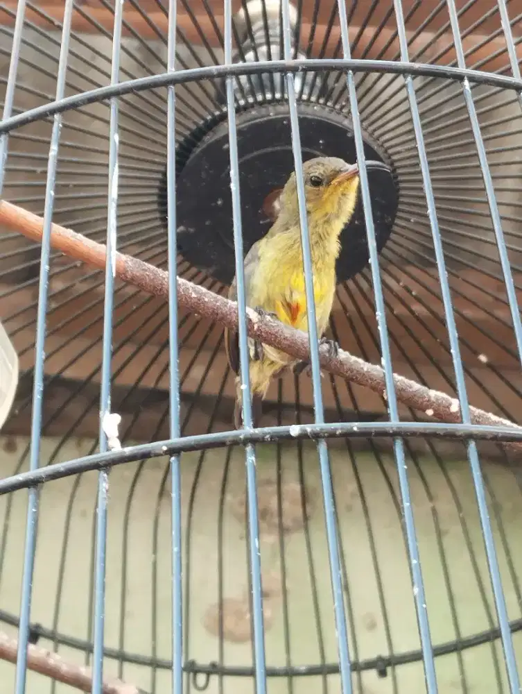 Konin Rawatan Super