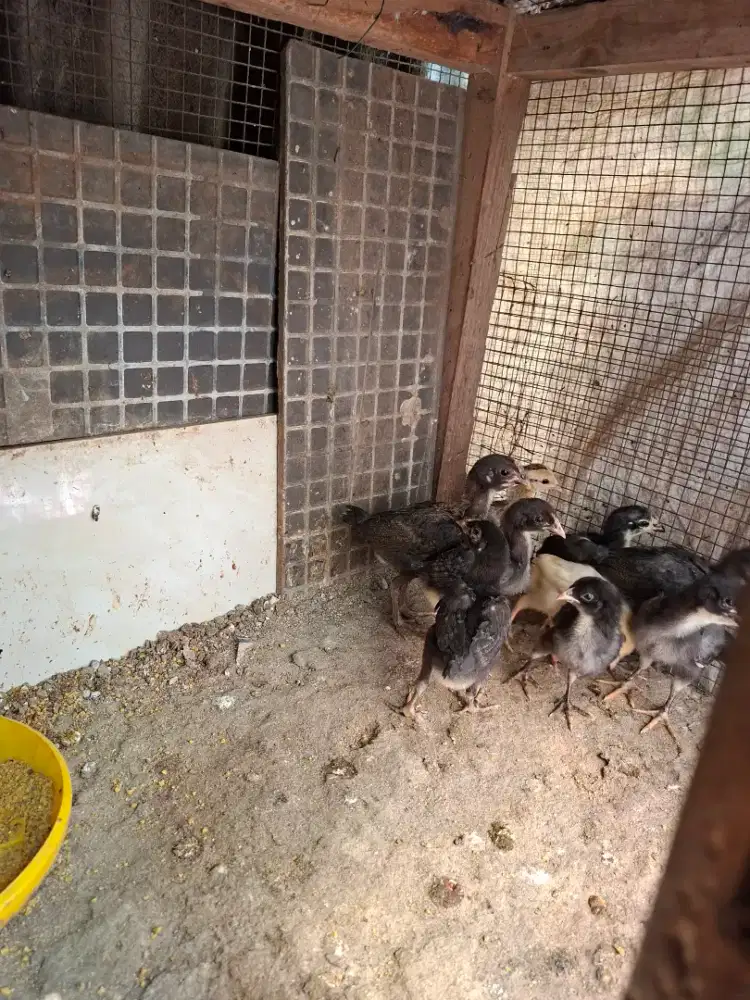 Jual anak ayam kampung super sehat cocok untuk ternak dan peliharaan