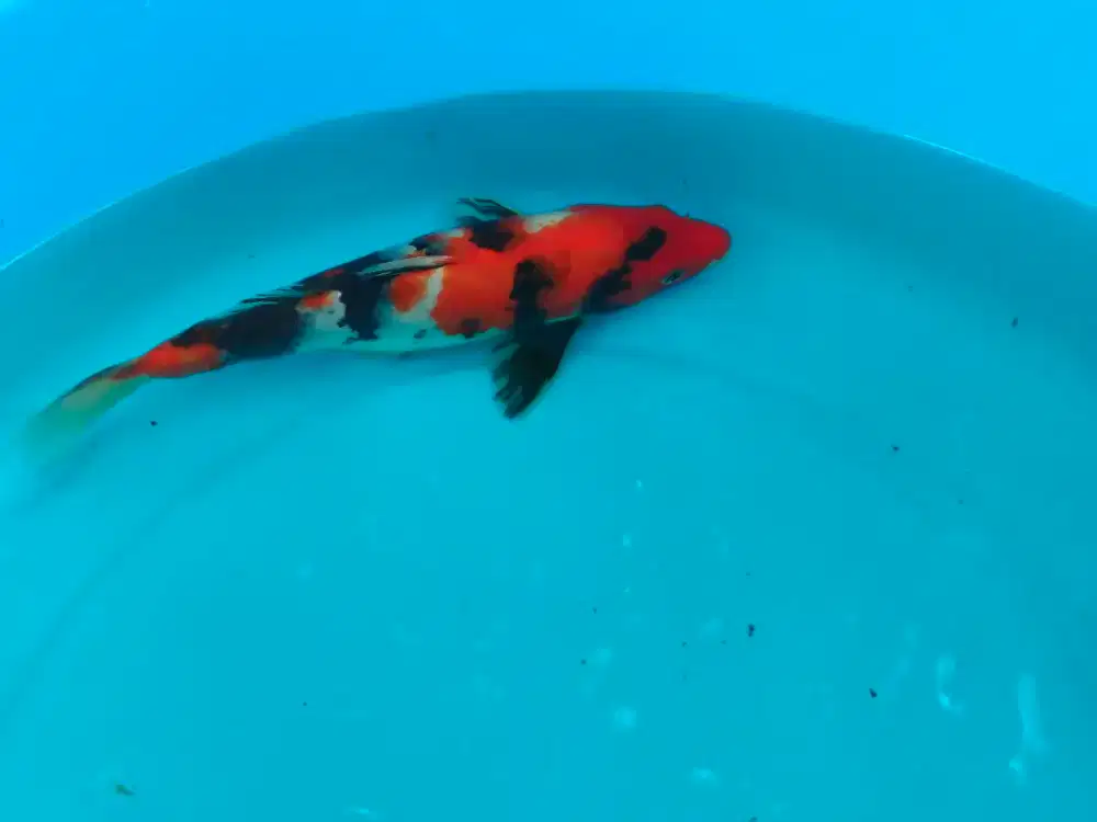 Ikan Showa dan siro